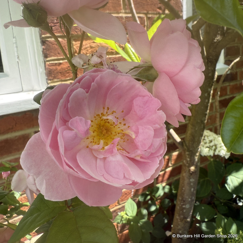 Rosa 'Scepter d'Isle 4L