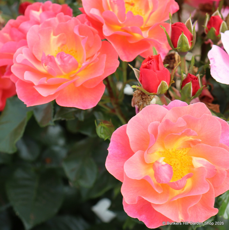 Secret Smile - Floribunda Rose