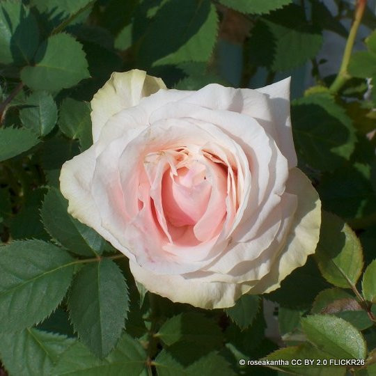 Special Friend - Patio Rose