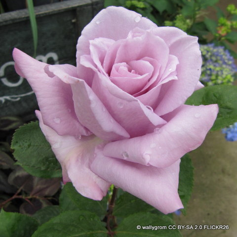 Twice in a Blue Moon - Hybrid Tea Rose