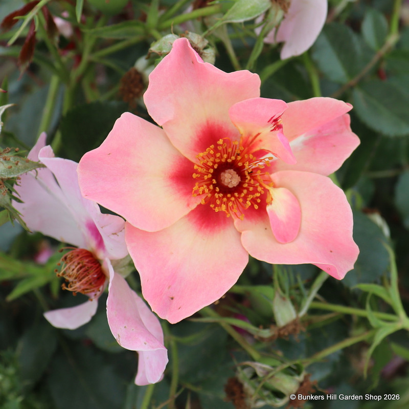 Rose 'For your eyes only' - Floribunda rose