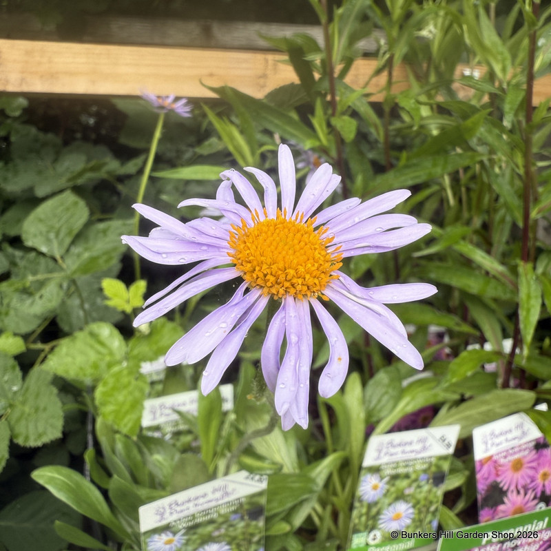 Aster tongolensis 'Wartburg Star'