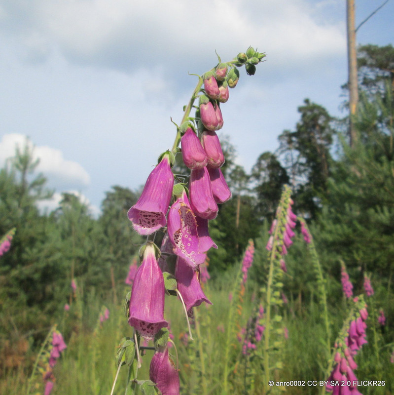 Digitalis purpurea 'Foxybee Pink' - 3L