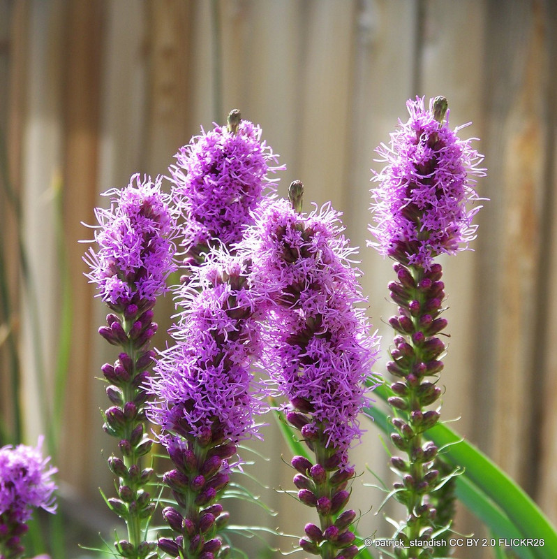 Liatris spicata 'Kobold' - 1ltr