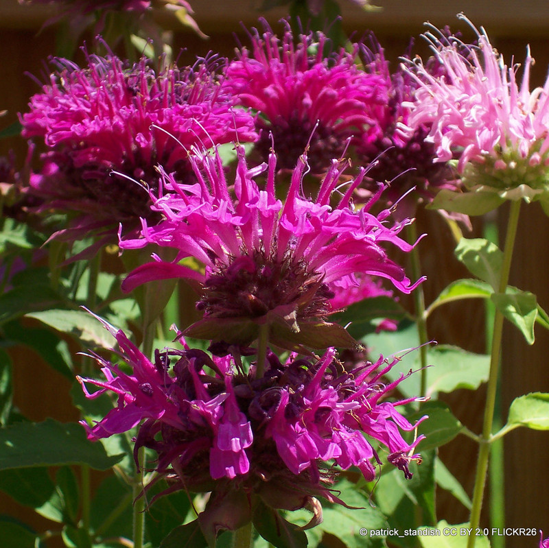 Monarda didyma 'Electric Neon Pink' 1ltr