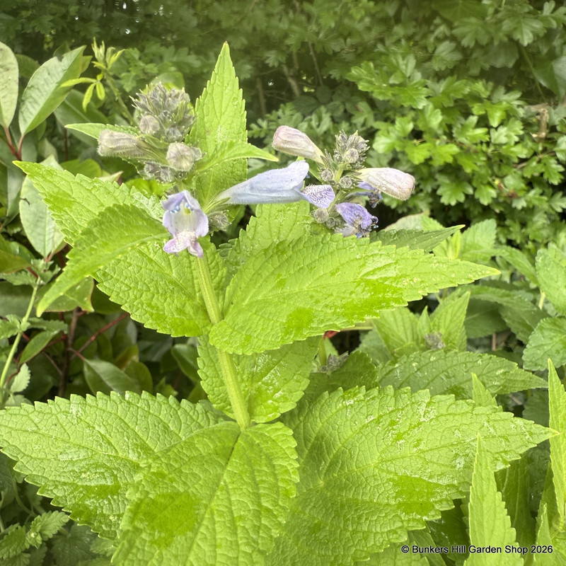 Nepeta subsessilis 'Cool Cat' 1ltr pot