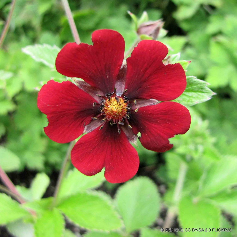 Potentilla 'Monarch's Velvet' - 1ltr