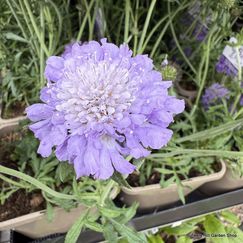Scabiosa incisa 'Kudo Blue'-1L