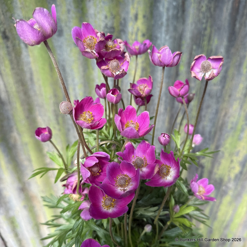 Anemone 'Spring Beauty Pink' 3L