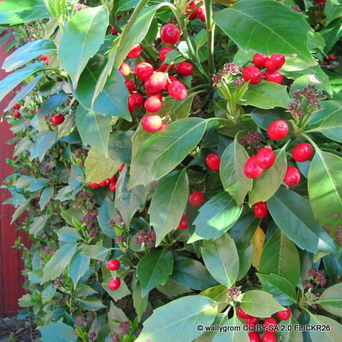 Aucuba jap. Rozannii