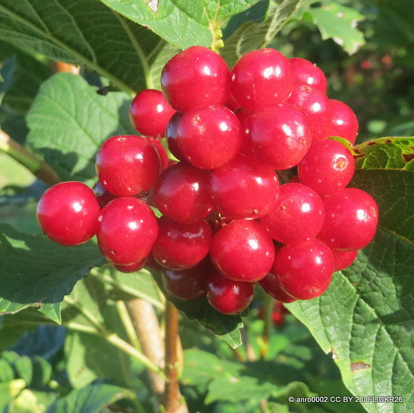 Viburnum opulus compatum