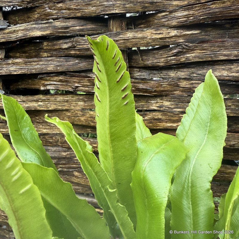Asplenium scolopendrium 2L
