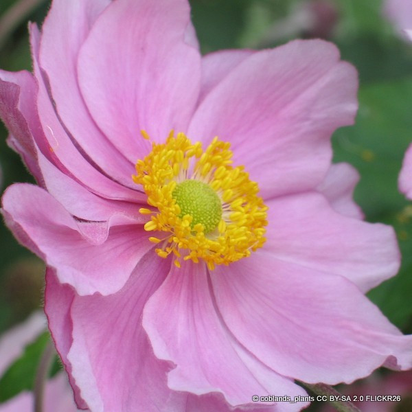 Anemone 'September Charm' - 2ltr