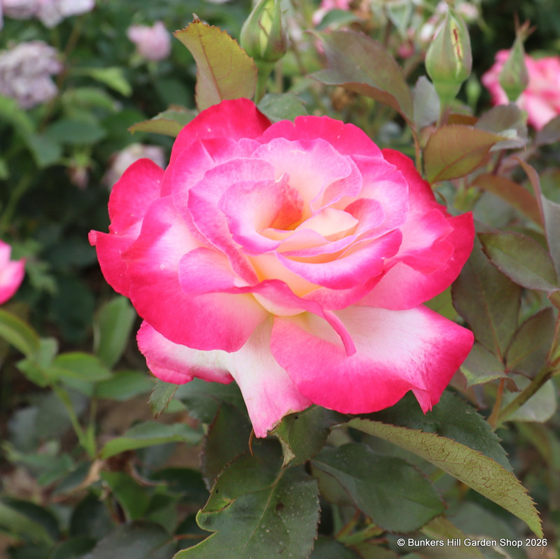 You're My Everything - Hybrid Tea Rose