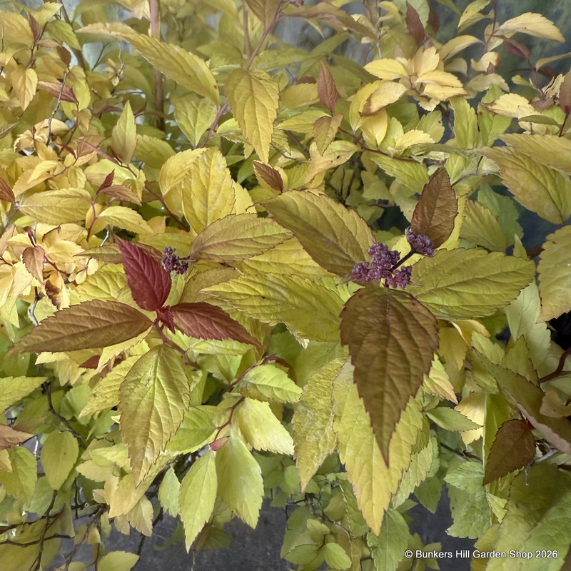 Spiraea jap. 'Firelight' 3L