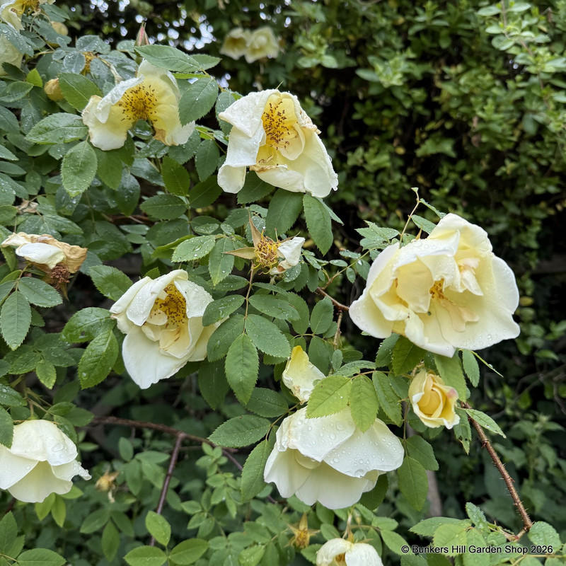 Fruhlingsgold - Shrub Rose
