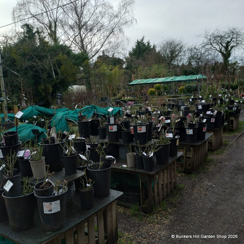 Fragrant Delight - Floribunda Rose