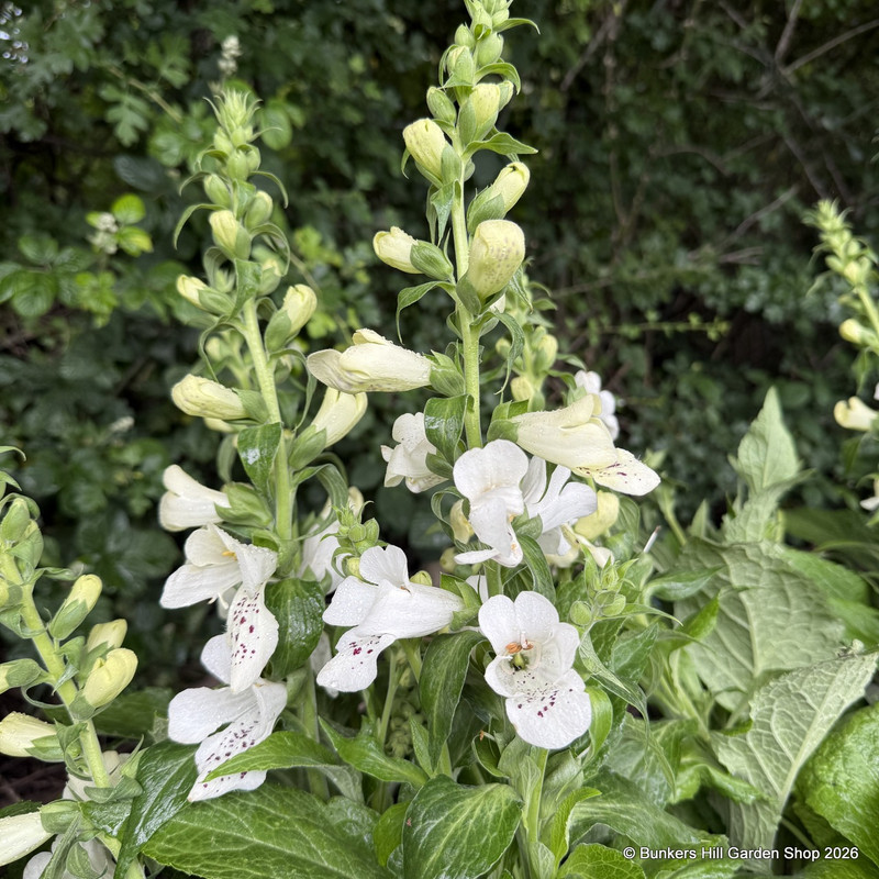 Digitalis purpurea 'Foxybee White' - 3L