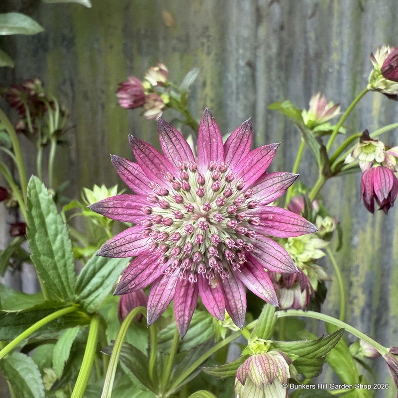Astrantia 'Hadspen Blood'