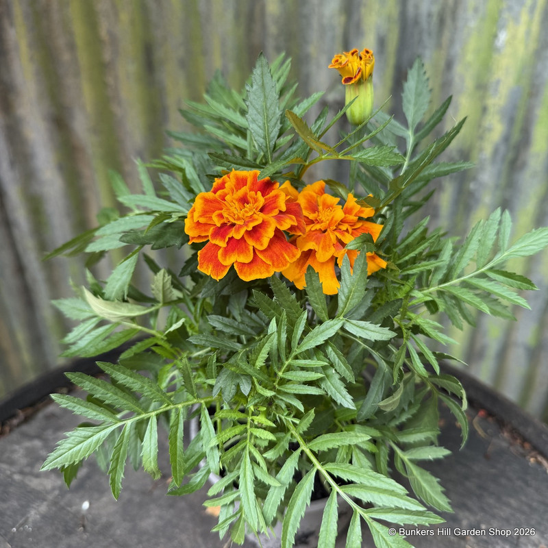 French Marigold (Mix)