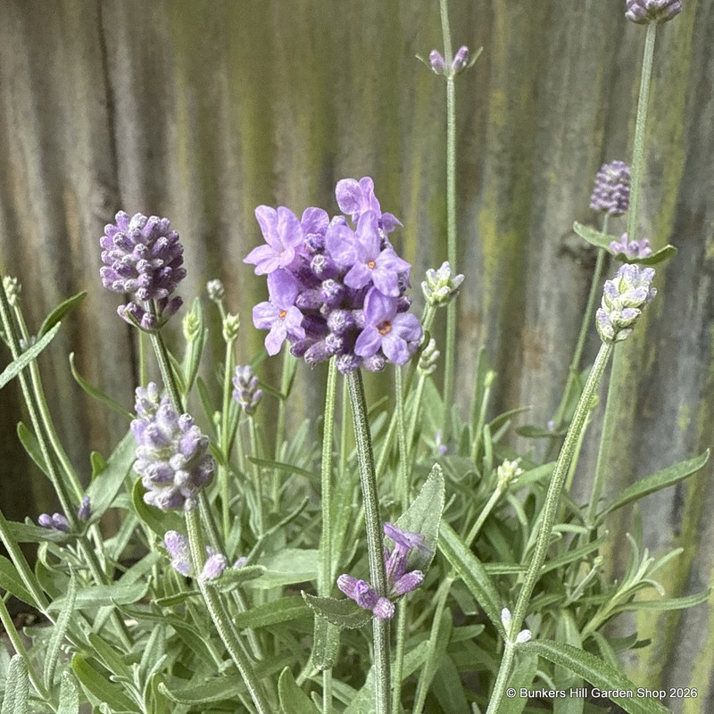 Lavender angustifolia (English Lavender)