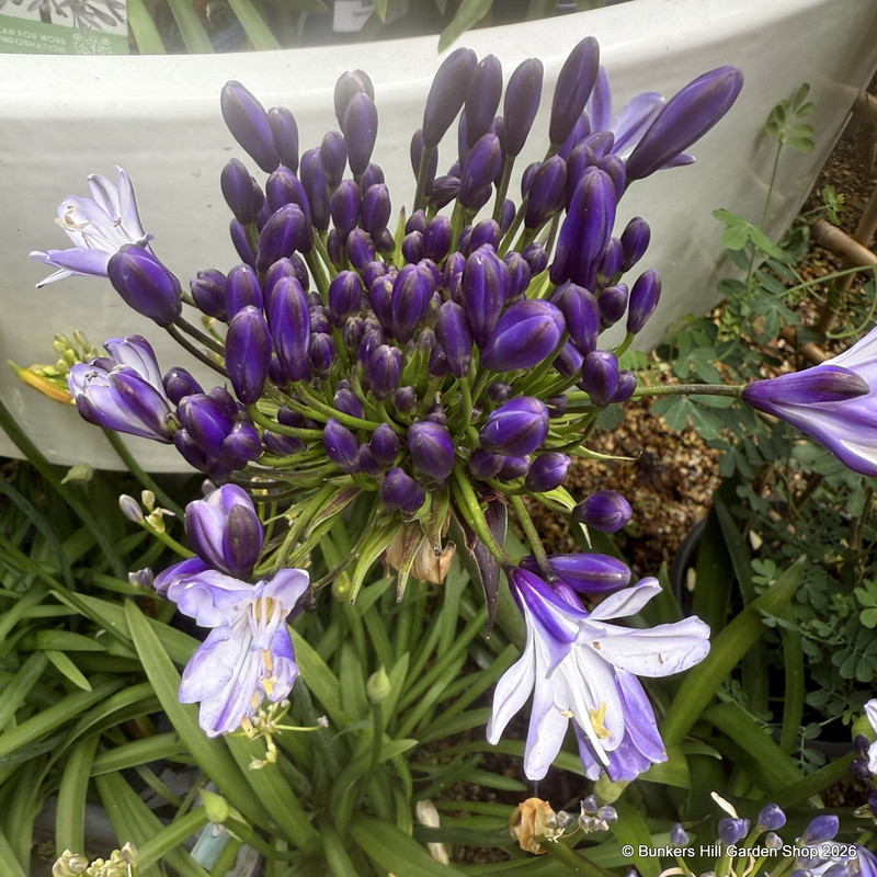 Agapanthus INSTANT (p23)