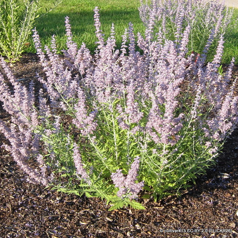 Salvia yangii 'Lacey Blue' (Pervoskia)