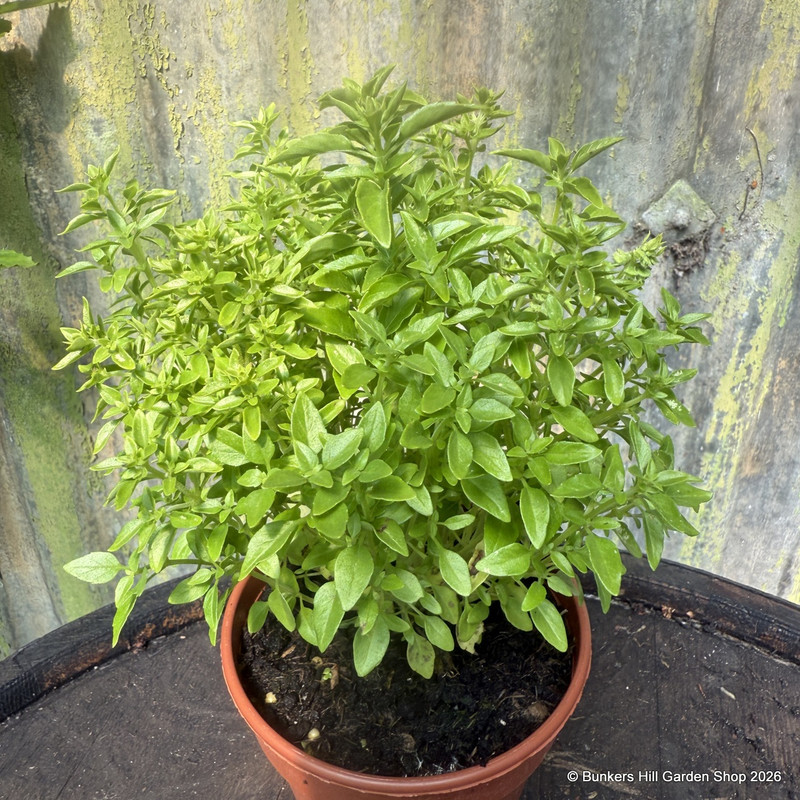 Greek Basil (11 cm)