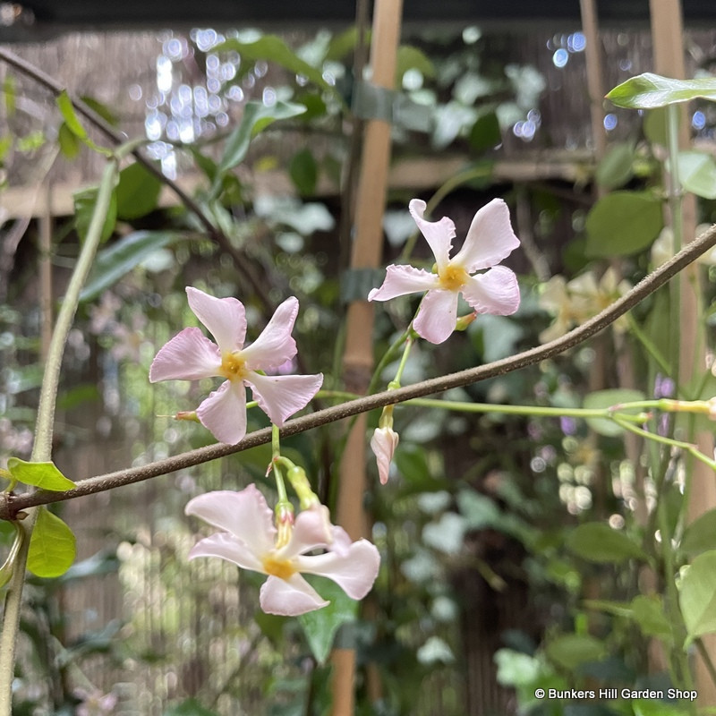 Trachelospermum 'Pink Showers'