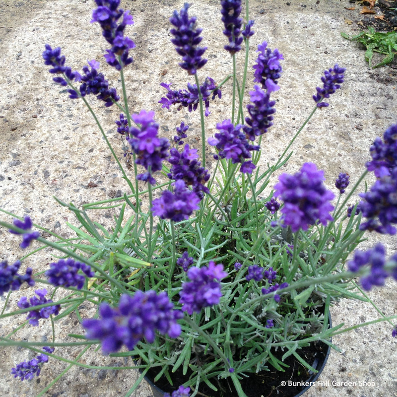 Lavender 'Imperial Gem' 2ltr