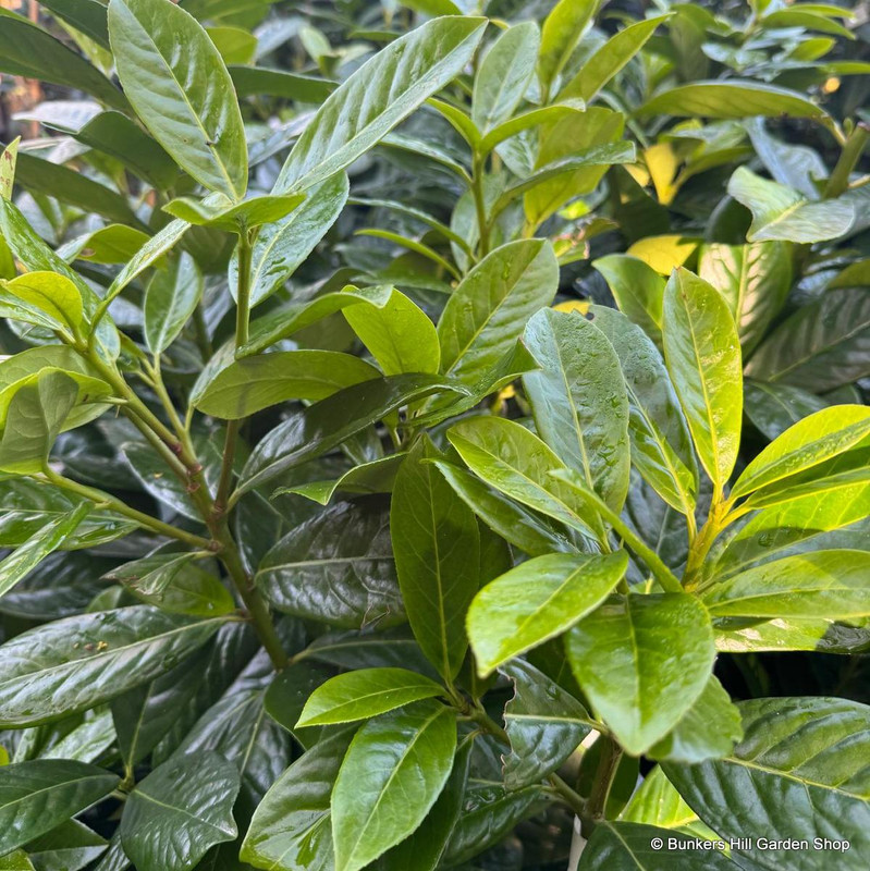 Prunus laur. 'Novita' 125-150cm (45L)