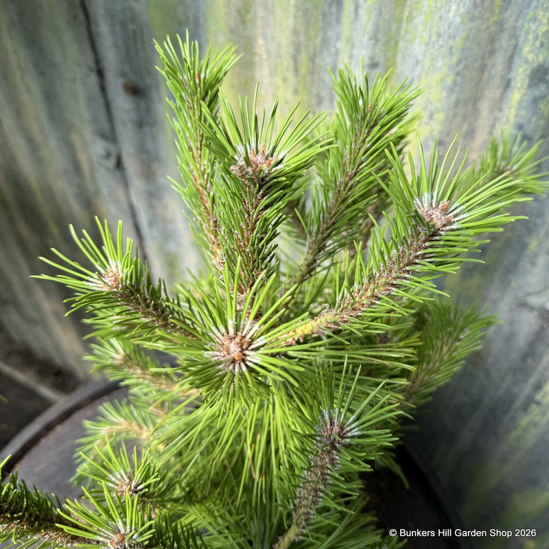 Pinus densiflora 'Low Glow'
