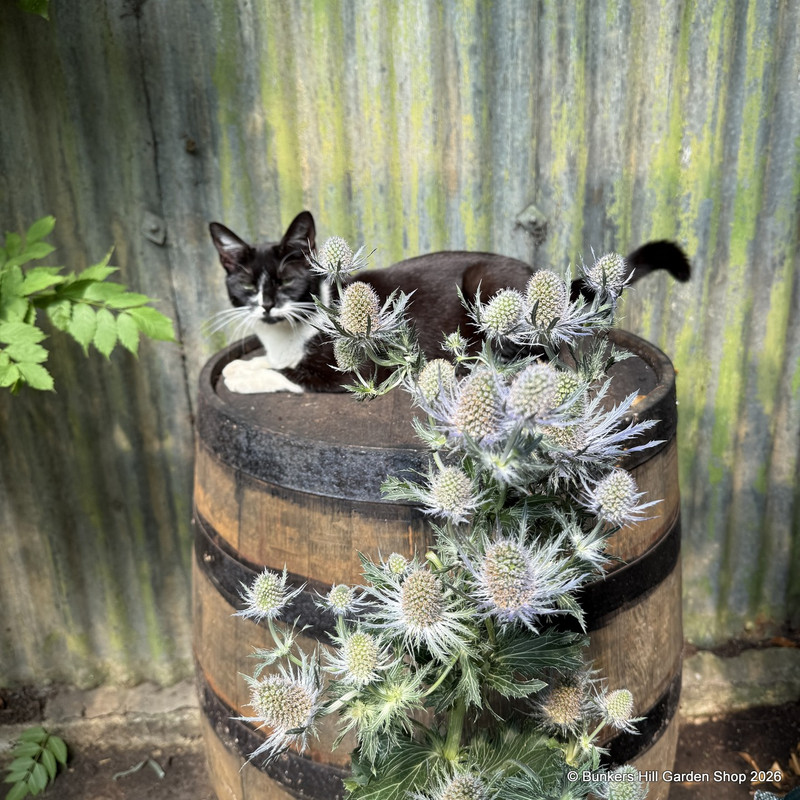 Eryngium planum 7.5L
