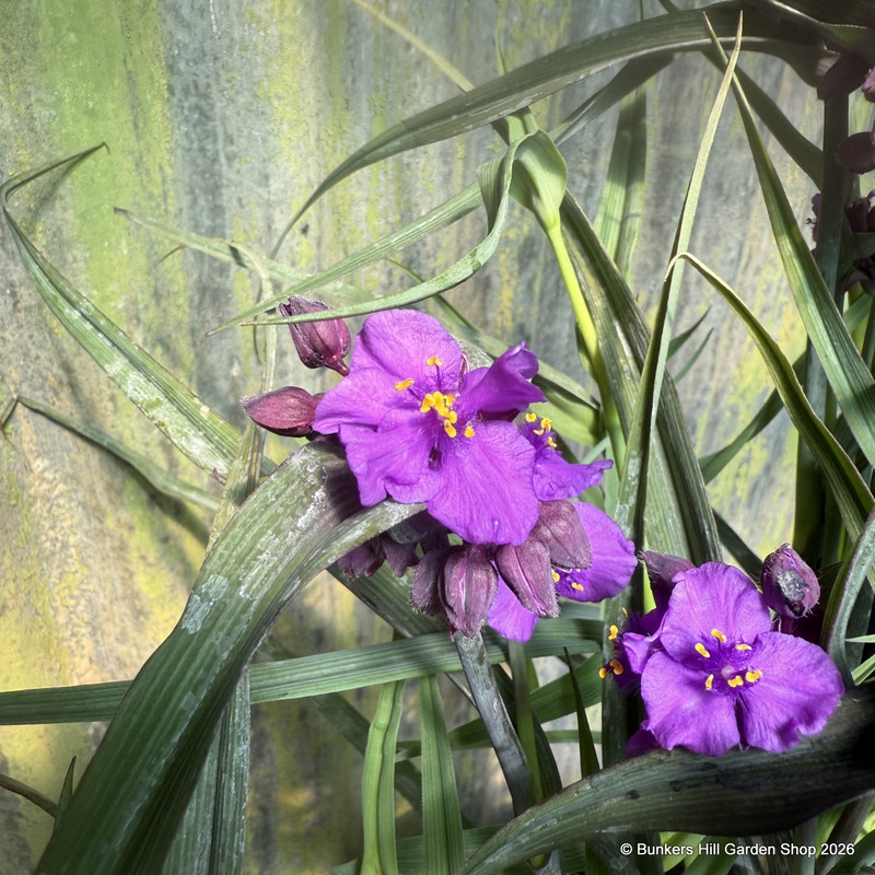 Tradescantia 'Brainstorm'