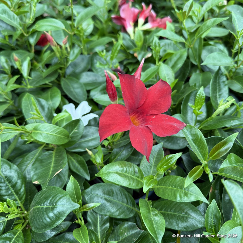 Mandevilla
