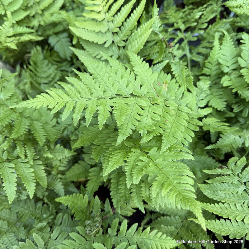Dryopteris coreano ssp. 'Montana' 3L