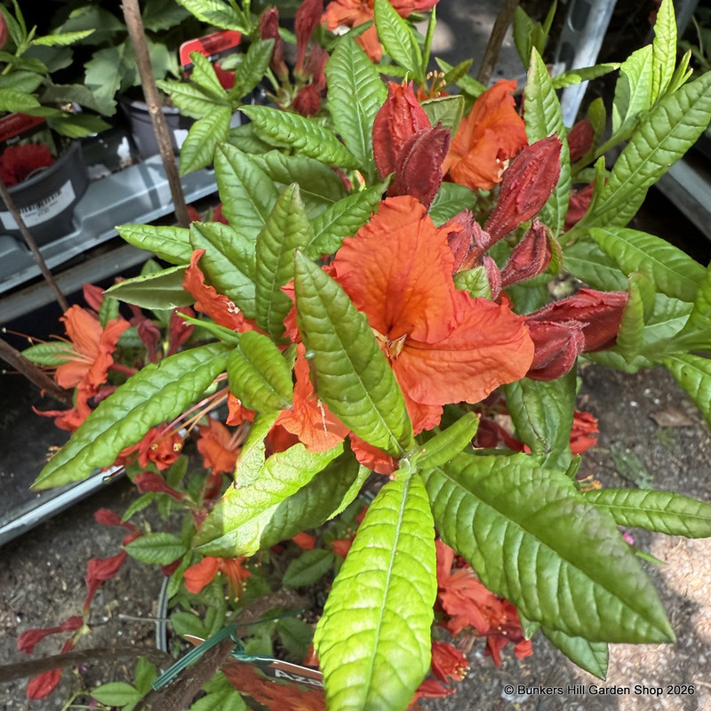 Azalea 'Barselik' 27L