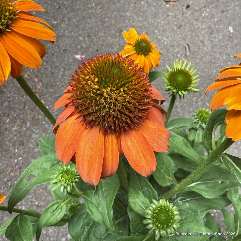 Echinacea mixed 3L