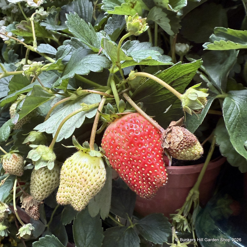 Trailing strawberry basket