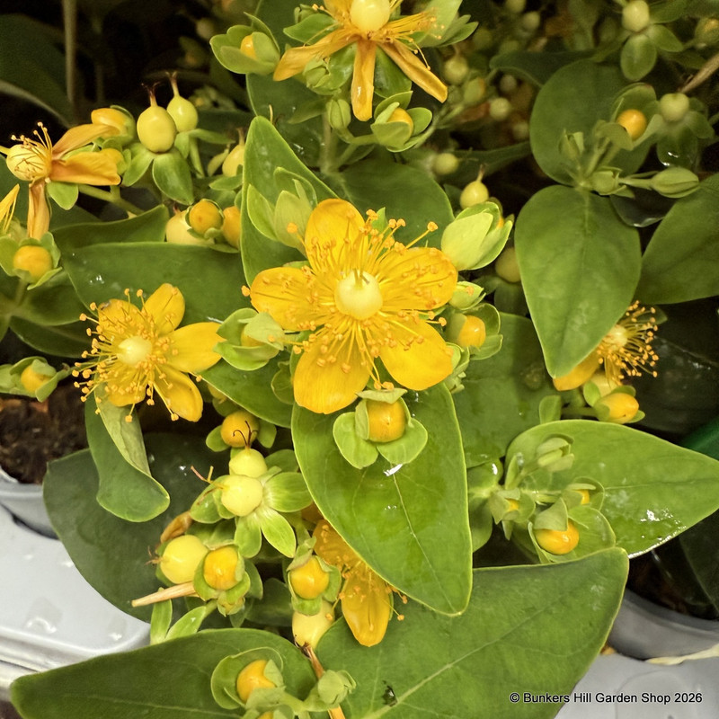 Hypericum 3L