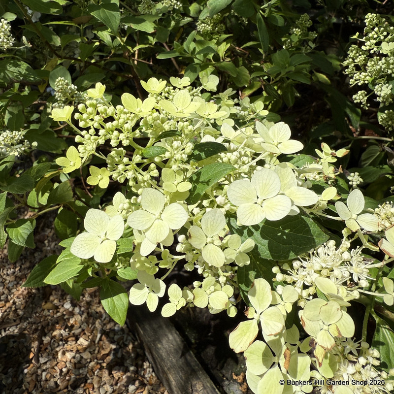 Hydrangea paniculata 'Confetti'