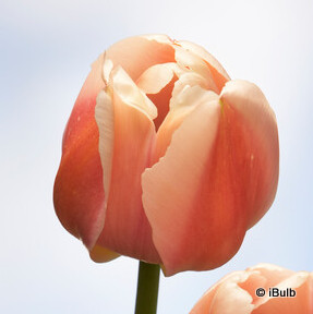 Tulip 'Ollioules'