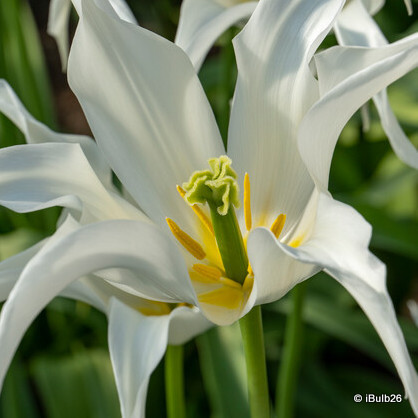 Tulip 'Tres Chic'