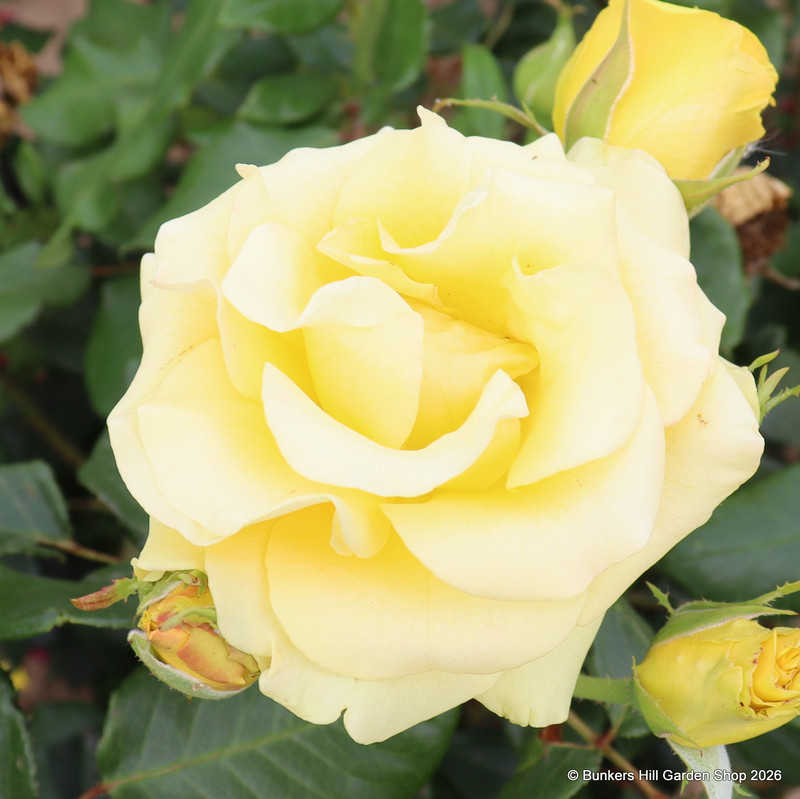 Freedom - Hybrid Tea Rose