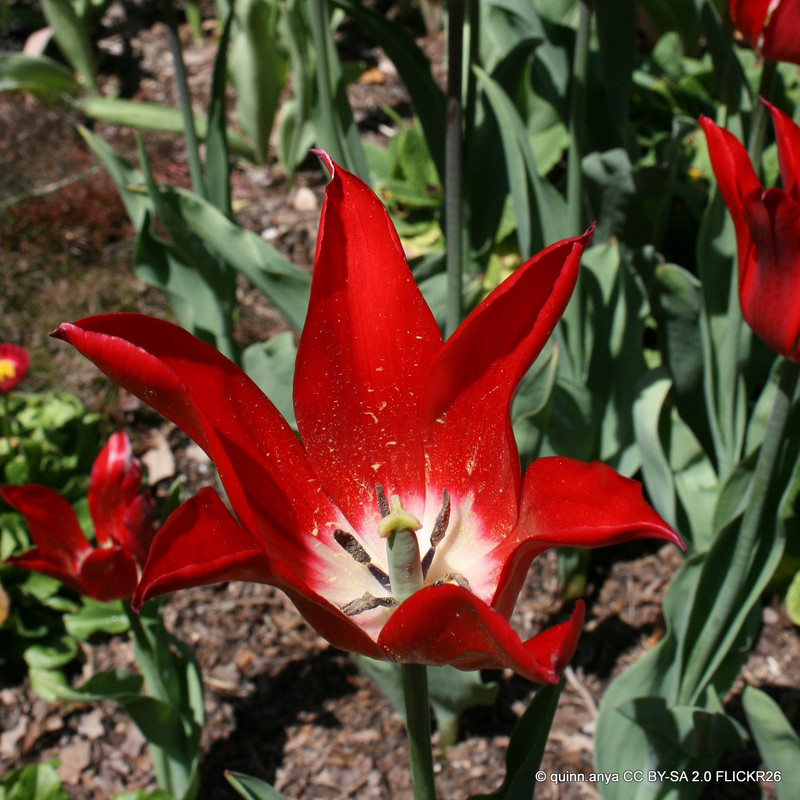 Tulip 'Pieter de Leur'