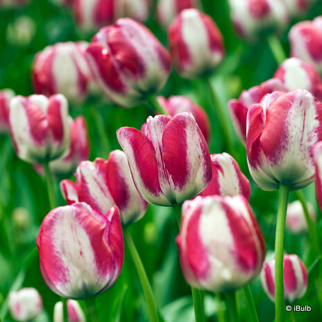 Tulip 'Honeymoon'