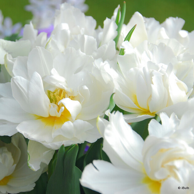 Tulip 'Schoonoord'