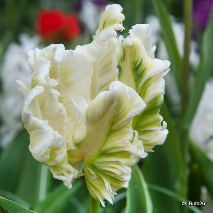 Tulip 'Super Parrot'