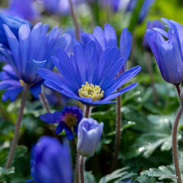 Anemone 'Blanda blue'