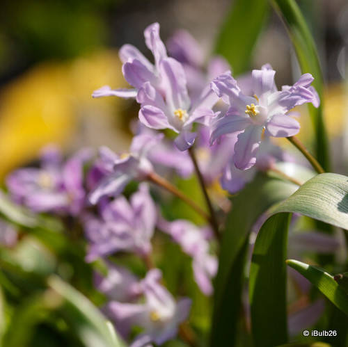 Chionodoxa luciliae 'Pink Giant'